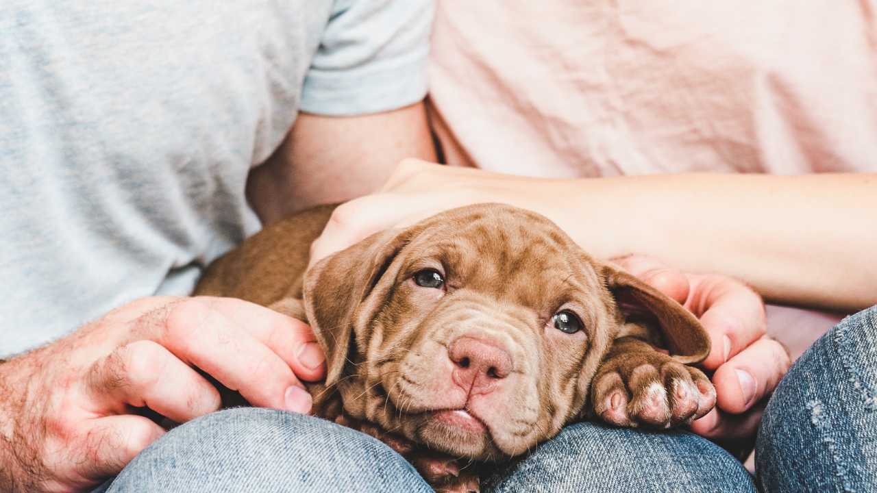 Pet-Care-Dog-Animal