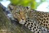 Leopard Mauls 11-Year-Old Girl to Death During Pilgrimage in Gujarat