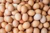 Five held for stealing eggs worth Rs 5.5 lakhs