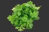 Soaring Vegetable Prices in Surat Hit New High Amid Seasonal Rainfall and Low Production
