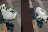 Dog waits near owner's footwear after she jumps into Godavari in Andhra district