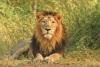 Guj launches 'Sinh Suchna' app for tracking lions; announces new Safari Park 