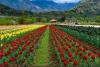Kashmir's Tulip Garden Opens in Spectacular Bloom