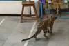 Leopard Cub Causes Panic at Junagadh Agricultural University
