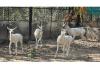 Albino Blackbucks Arrive at Vadodara Zoo, Set to Become New Tourist Attraction