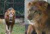 Surat: Lion 'Arya' dies at Sarathana Nature Park, succumbs to kidney disease
