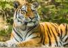 Dudhwa Tiger Reserve Opens Early for Winter Season, Entry Fees Increased