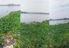 Surat: Water Hyacinth Problem in Tapi River Increases Again, Threat to Water Quality Looms