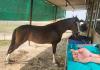 Surat: NRI's thumb severed while feeding a horse carrots, doctors saved it after four hours of microsurgery