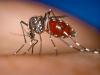 Hidden 'super spreaders' spur dengue fever transmission: Study