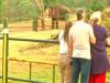 Tourists Flock to Theppakadu Elephant Camp After Oscar Win for 'The Elephant Whisperers' Documentary