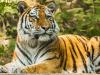 Two tigers spotted in TN's Cauvery North Wildlife sanctuary after 50 years