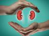 Ayurveda's role in enhancing kidney health