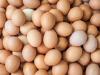 Five held for stealing eggs worth Rs 5.5 lakhs