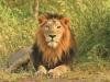 Guj launches 'Sinh Suchna' app for tracking lions; announces new Safari Park 