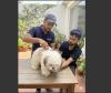 Pet Groomly Brings Professional At-Home Pet Grooming to Chennai Pet Parents