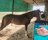 Surat: NRI's thumb severed while feeding a horse carrots, doctors saved it after four hours of microsurgery