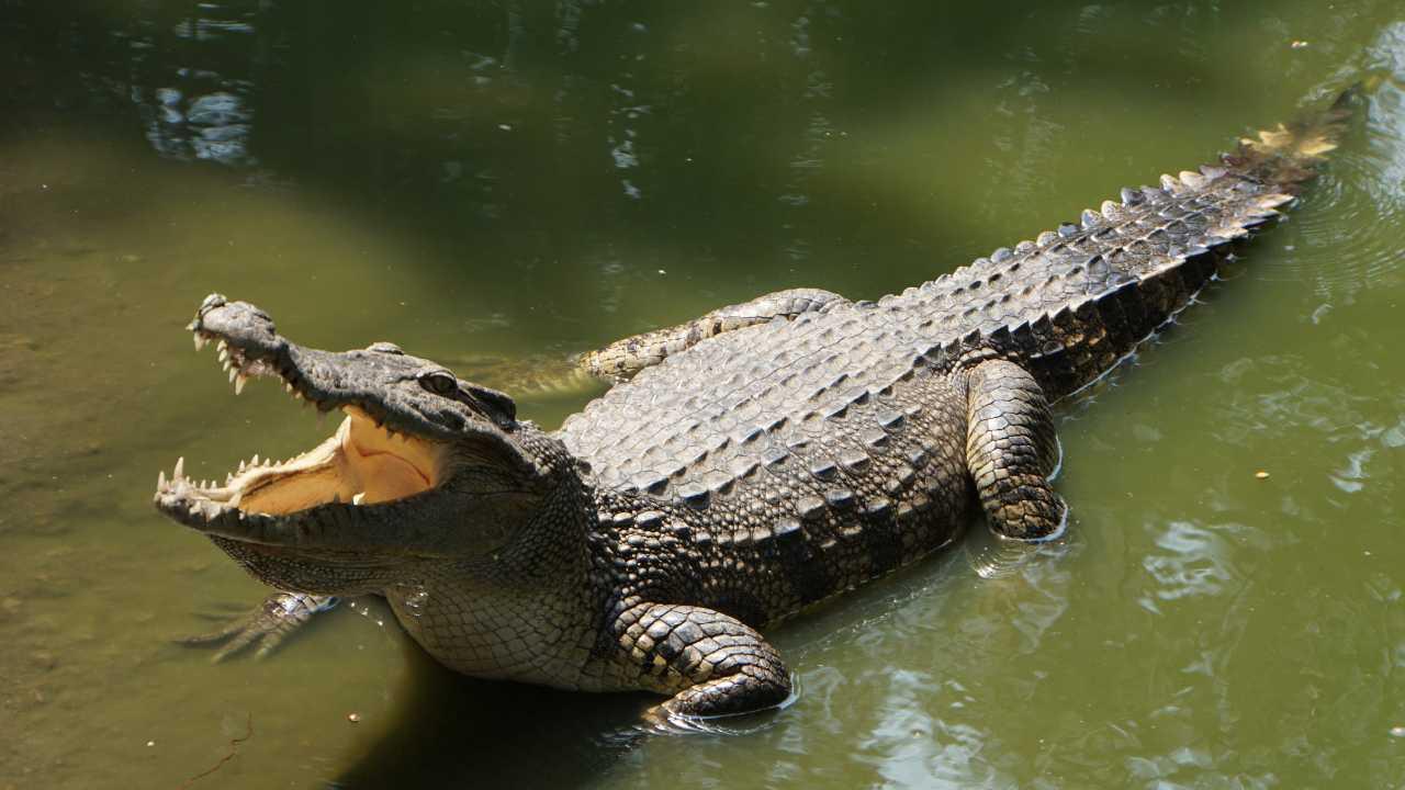 Crocodile attacks 13-year-old girl near Vishwamitri River in Vadodara