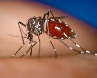 Hidden 'super spreaders' spur dengue fever transmission: Study