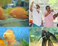 Ornamental Fisheries Business Flourishes in Kerala Post-Covid