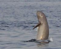 Cambodia records 1st rare Mekong river dolphin death in 2023