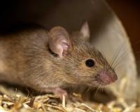 Study finds rat carrying multiple variants of Covid virus in US