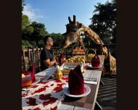 Taman Safari Indonesia Invites Indian Travelers on a Wildlife Conservation Journey