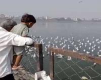 Foreign Birds Flock to Surat's Tapi River as Winter Approaches