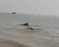 Rare Sight: Playful Dolphins Delight Suratis, Spark Joy on Social Media