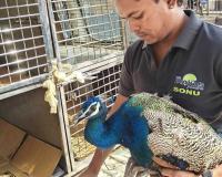 Peacock Rescued from Stray Dogs and Kite String in Surat