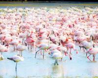 Flamingos Flock to Surat's Warmer Shores