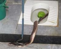 Surat : Cobra Found in Isroli Village Toilet, Sparks Panic