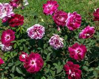 Vadorara : Karjan Taluka: Blossoming with Fragrant Rose Cultivation