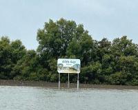 Gujarat's Mangrove Forest Area Expands Remarkably