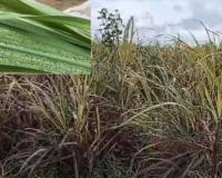 Heavy Rainfall and Whitefly Infestation Damage Sugarcane Crops in South Gujarat