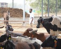 From Farm to Family – Karna Desai’s Vision for a Sustainable Dairy Future