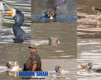 Bombay-based Wildlife Photographer Hardik Shah Captures Majestic Cormorant in Keoladeo Bird Sanctuary