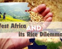 West Africa’s Rice Conundrum by Vivek Gahlaut, Co-Founder – Terra Firma Commodities, Dubai UAE