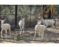 Albino Blackbucks Arrive at Vadodara Zoo, Set to Become New Tourist Attraction