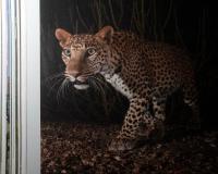 Ghosts of the Granite Hills: A Visual Journey Through Jawai’s Wildlife Ecosystem