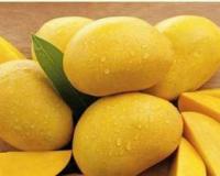Heavy Drop in Prices Due to Increased Arrival of Alphonso in Mumbai Market