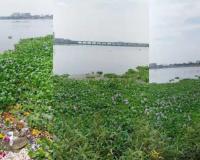 Surat: Water Hyacinth Problem in Tapi River Increases Again, Threat to Water Quality Looms