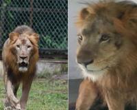 Surat: Lion 'Arya' dies at Sarathana Nature Park, succumbs to kidney disease