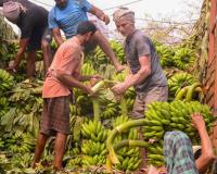 Surat: Impact of Middle East Tensions on Fruit Market