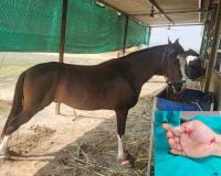 Surat: NRI's thumb severed while feeding a horse carrots, doctors saved it after four hours of microsurgery