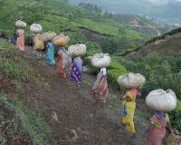 India’s New Specialty Fertilizer Plants