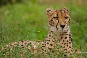 12 more cheetahs released at Kuno National Park in MP