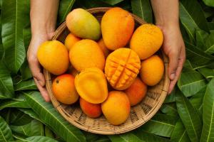 Mankurad mango costs Rs 6,000 per dozen in Goa