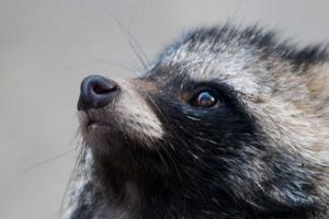 Raccoon Dogs at Wuhan Market May Have Been Covid-19's Origin, Study Suggests 