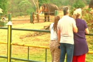 Tourists Flock to Theppakadu Elephant Camp After Oscar Win for 'The Elephant Whisperers' Documentary